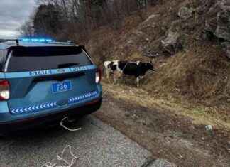Cows Fall from Trailer onto Maine Turnpike: Door Unlatches, Officials Report cows-fall-from-trailer-onto-maine-turnpike-door-unlatches-officials-report