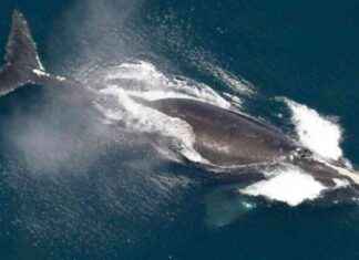 Biden Administration Withdraws Rules Aimed at Protecting Endangered Whales biden-administration-withdraws-rules-aimed-at-protecting-endangered-whales