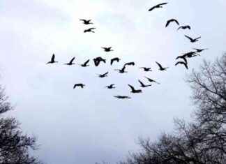 Bird Flu Concerns Rise as Dead Birds in Taunton and UMass Amherst Spark Alarm bird-flu-concerns-rise-as-dead-birds-in-taunton-and-umass-amherst-spark-alarm