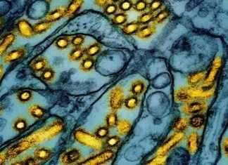 ‘Boston Researcher Warns of ‘DEFCON 3′ for Bird Flu: What You Need to Know’ boston-researcher-warns-of-defcon-3-for-bird-flu-what-you-need-to-know