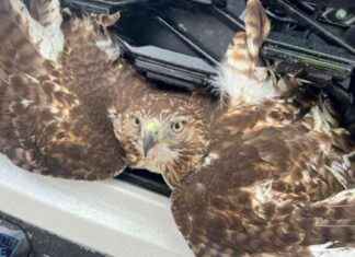 Hawk Rescued from SUV Grill After Collision in Chelmsford hawk-rescued-from-suv-grill-after-collision-in-chelmsford