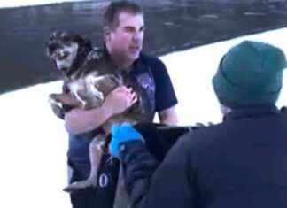 Heroic Man Rescues Dog from Freezing Vermont River: Watch the Dramatic Video heroic-man-rescues-dog-from-freezing-vermont-river-watch-the-dramatic-video