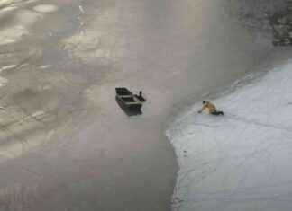 Man and Dog Rescued After Falling Through Ice on Wellesley Lake man-and-dog-rescued-after-falling-through-ce-on-wellesley-lake
