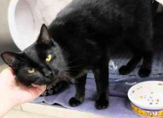 Missing Cat Found 700 Miles Away: New Hampshire to Michigan missing-cat-found-700-miles-away-new-hampshire-to-michigan