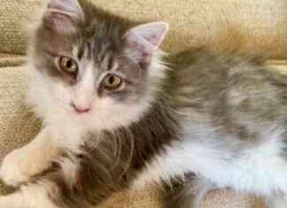 Rescue Update: Cats from Louisiana and Dogs from California Find Shelter at MSPCA rescue-update-cats-from-louisiana-and-dogs-from-california-find-shelter-at-mspca