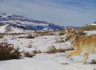 Understanding Pet Safety During Coyote Mating Season understanding-pet-safety-during-coyote-mating-season