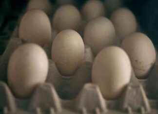 Bald Eagle in Massachusetts Euthanized Due to Bird Flu bald-eagle-in-massachusetts-euthanized-due-to-bird-flu