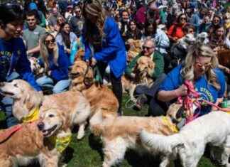 Boston Common Golden Retriever Meetup Canceled for Marathon Weekend boston-common-golden-retriever-meetup-canceled-for-marathon-weekend