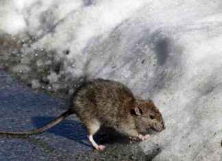 Climate Change Impact on Boston’s Increasing Rat Population climate-change-mpact-on-bostons-ncreasing-rat-population