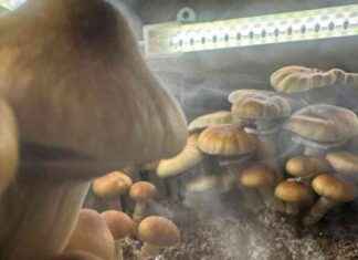 Legalizing Psychedelics: What You Need to Know legalizing-psychedelics-what-you-need-to-know