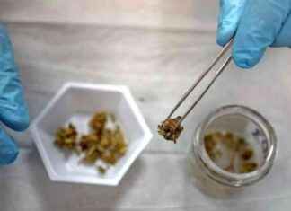Marijuana Workers in Mass. Face Moldy Cannabis Concerns marijuana-workers-in-mass-face-moldy-cannabis-concerns