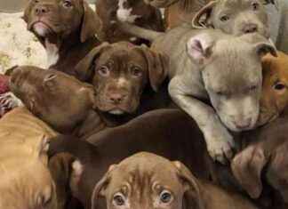 Police Seize 15 Pit Bulls on South Coast police-seize-15-pit-bulls-on-south-coast