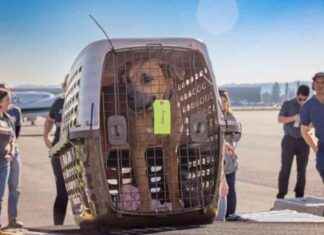Rescued Dogs from California Fires Find Refuge in Massachusetts rescued-dogs-from-california-fires-find-refuge-in-massachusetts