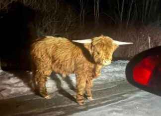 Scottish Highland Bull Escapes in Connecticut Hill Country scottish-highland-bull-escapes-in-connecticut-hill-country