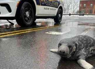 Seal Spotted Twice on New Haven Streets: Weeks-Old Seal Sighting seal-spotted-twice-on-new-haven-streets-weeks-old-seal-sighting