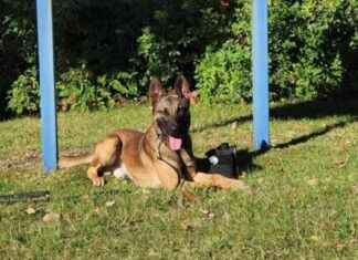 Suspect who shot officer and killed K-9 dog fatally shot by police suspect-who-shot-officer-and-killed-k-9-dog-fatally-shot-by-police