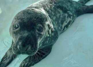 Chappy, the rescued seal pup, passed away in New Haven chappy-the-rescued-seal-pup-passed-away-in-new-haven