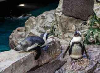 Retirement Home for Aging Penguins at New England Aquarium retirement-home-for-aging-penguins-at-new-england-aquarium