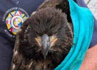 Massachusetts Firefighters Save Baby Bald Eagles massachusetts-firefighters-save-baby-bald-eagles