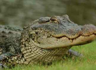 Mystery Surrounds Discovery of Alligator Carcass in Martha’s Vineyard Nature Reserve mystery-surrounds-discovery-of-alligator-carcass-in-marthas-vineyard-nature-reserve