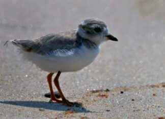 Piping Plovers Return: Beach Safety Alert! piping-plovers-return-beach-safety-alert