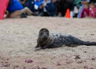 Rehabilitated Seals Return to Ocean in Rhode Island rehabilitated-seals-return-to-ocean-in-rhode-sland