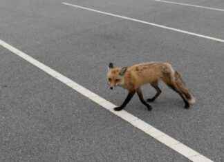 Warning Issued in Brookline After 2 Coyote Attacks on Dogs warning-ssued-in-brookline-after-2-coyote-attacks-on-dogs