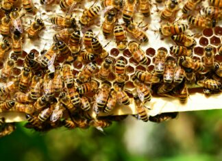 Beehive Salon Duxbury: Why Locals Are Buzzing About This Gem