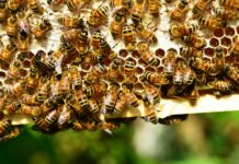 Beehive Duxbury Ma: Discover The Secret To Buzzing Success