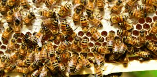 Beehive Duxbury Ma: Discover The Secret To Buzzing Success
