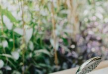 Duxbury Window Designs: Stunning Ideas To Transform Your Home