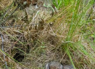 Duxbury Ma Assessor Database: Unlock Hidden Property Insights Today