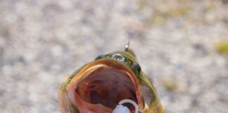 Duxbury Bait And Tackle: Discover Top Tips For Ultimate Fishing Success