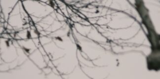 Town Duxbury MA: Discover Hidden Gems and Must-See Attractions