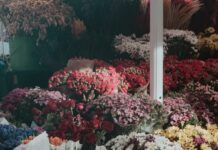 Florist Duxbury MA: Discover Stunning Blooms to Brighten Your Day
