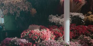 Florist Duxbury MA: Discover Stunning Blooms to Brighten Your Day