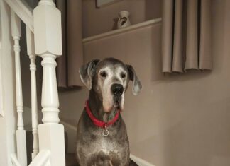 Standish Humane Duxbury Ma: How Can They Change Pet Lives?