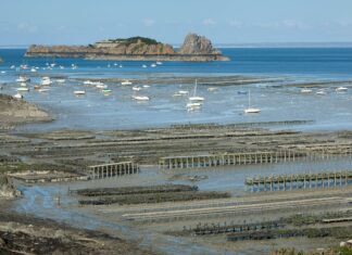 Island Creek Oysters Duxbury: Discover The Ultimate Seafood Delight