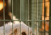 Duxbury Kennel Secrets: Why Every Dog Owner Needs To Know