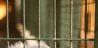 Duxbury Kennel Secrets: Why Every Dog Owner Needs To Know