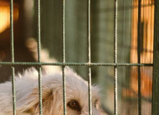 Duxbury Kennel Secrets: Why Every Dog Owner Needs To Know