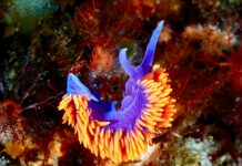 Duxbury Reef California: Discover Stunning Wildlife and Hidden Gems