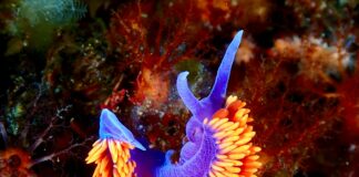 Duxbury Reef California: Discover Stunning Wildlife and Hidden Gems