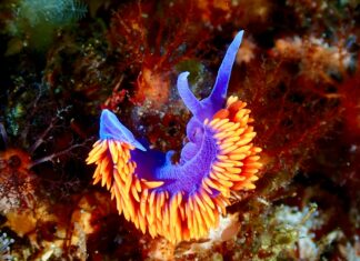 Duxbury Reef California: Discover Stunning Wildlife and Hidden Gems