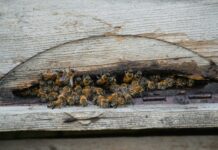 Beehive Duxbury: Discover The Ultimate Buzz About This Iconic Spot