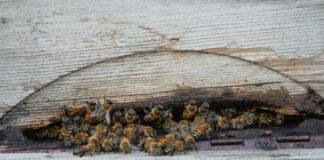 Beehive Duxbury: Discover The Ultimate Buzz About This Iconic Spot