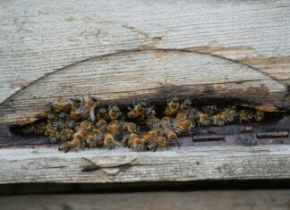 Beehive Duxbury: Discover The Ultimate Buzz About This Iconic Spot