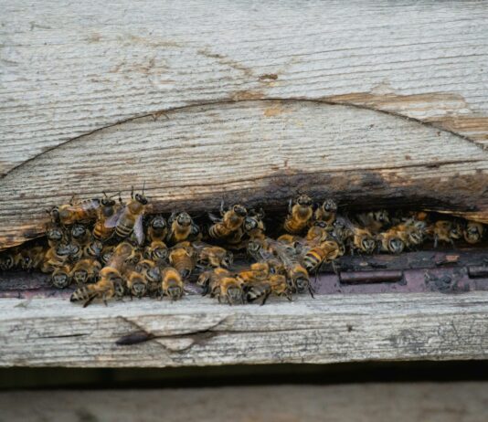 Beehive Duxbury: Discover The Ultimate Buzz About This Iconic Spot