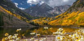Duxbury Aspen: Discover The Stunning Beauty And Benefits Today