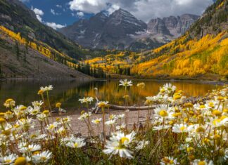 Duxbury Aspen: Discover The Stunning Beauty And Benefits Today